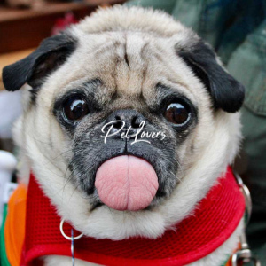 Dogs