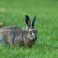 Other animals