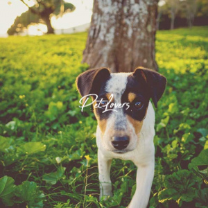 Dogs
