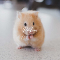 Other animals