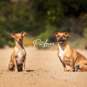 Dogs