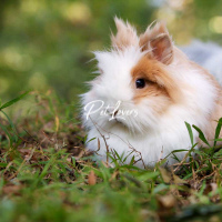Other animals