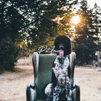 Dogs