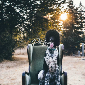 Dogs